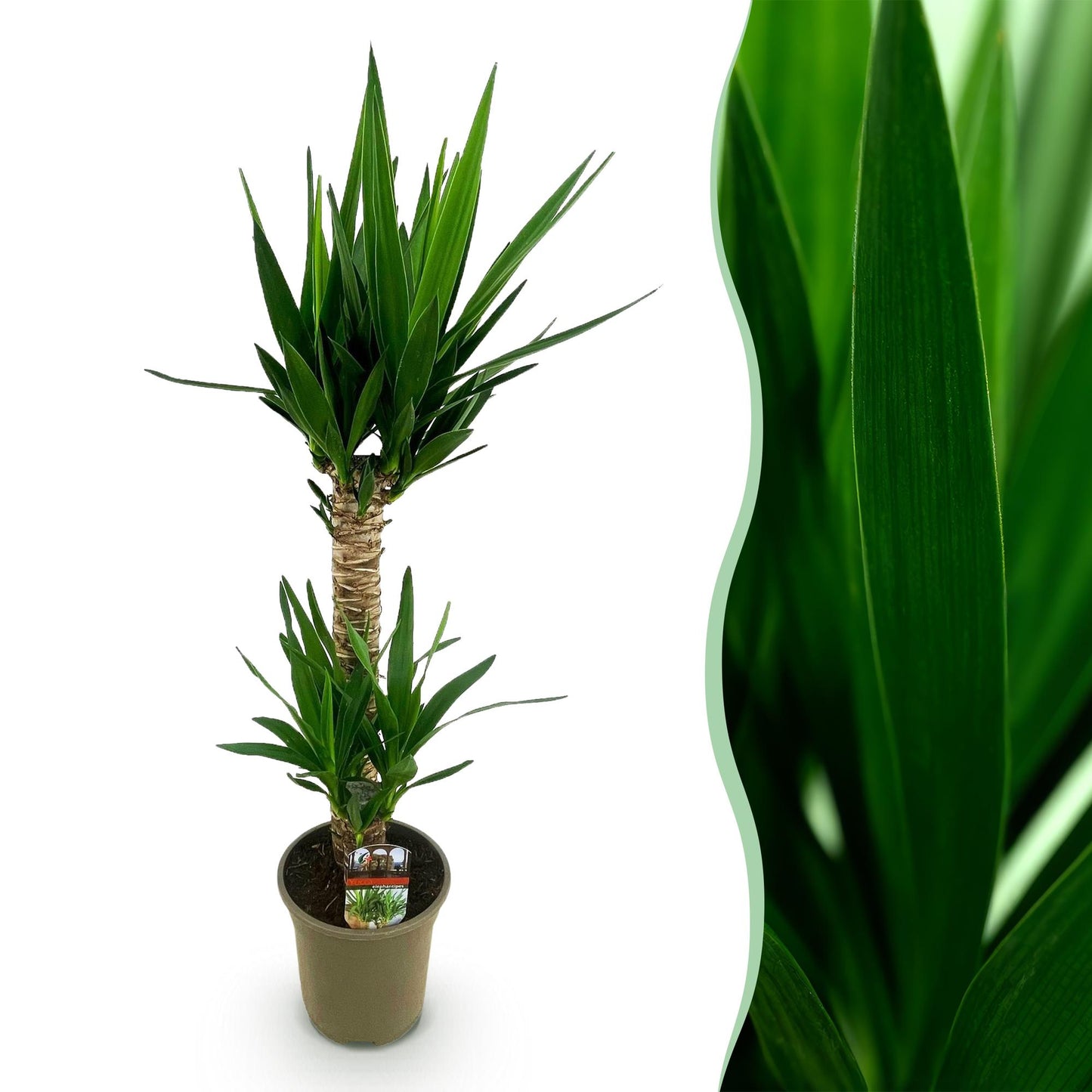Green boutiQ - Houseplant - Yucca elephantipes - Yucca - Low maintenance - Green - 1 - Pot 19cm - Height 95cm