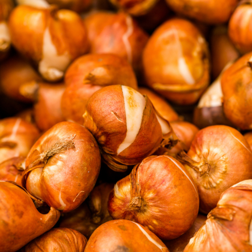 10 zakjes Tulpenbollen Mix van 20 Stuks per zakje | KH Bloembollen® | Kleurrijke Tulpenmix – Perfect voor Tuin of Pot – Maat 11/12 – Vers van de Teler