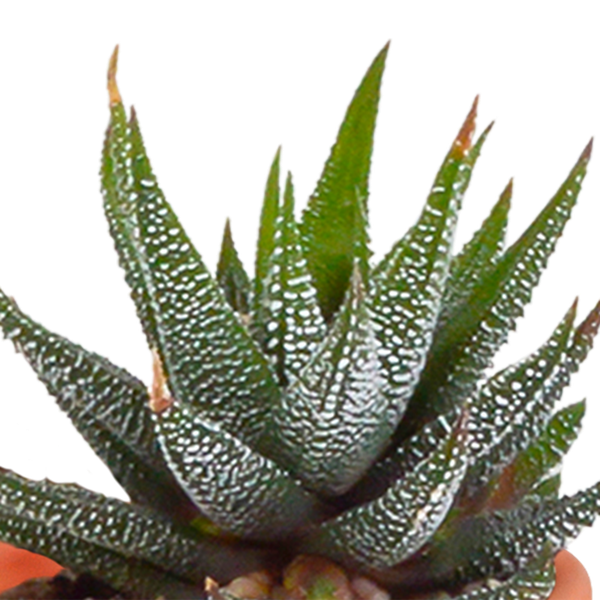 Mix di cactus e piante grasse 5,5 cm | 15 pezzi - senza vaso