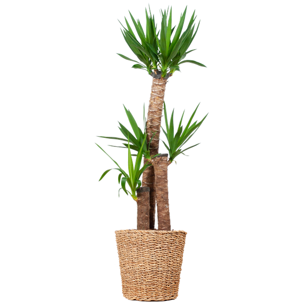 Yucca XL con cestino Torun - 125cm - Ø24