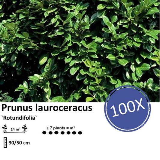 Prunus lauroceracus 'Rotundifolia' - ↕30-50cm - radice nuda - 100x