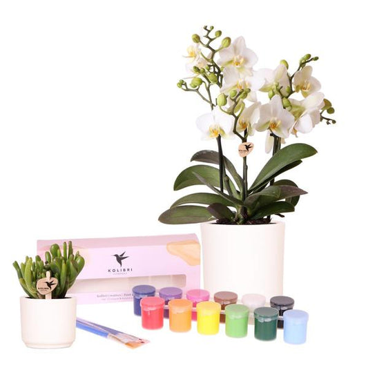Creativi di Kolibri | Pacchetto di colori per dipingere 8 vasi di fiori + orchidee e piante grasse | per almeno 4 persone | Visionario creativo