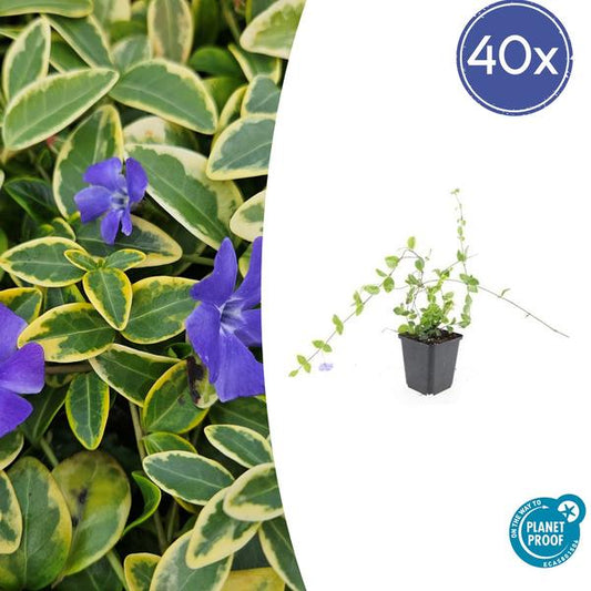 Vinca minor 'Blue and Gold' - ↕10-25cm - Ø9cm - 40x