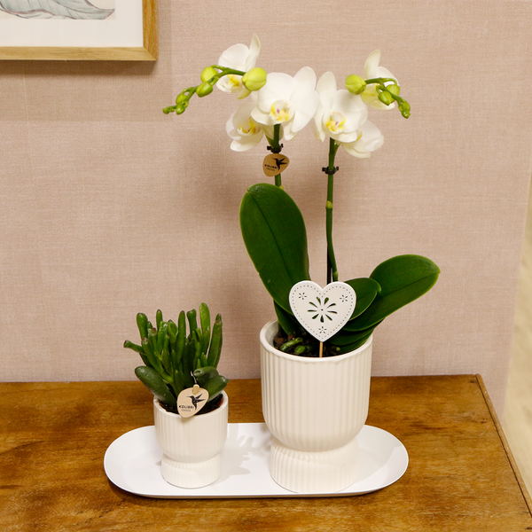 Kolibri Orchids | Plant set Love white small | Green plants with white Phalaenopsis orchid in white decorative pots on a white tray