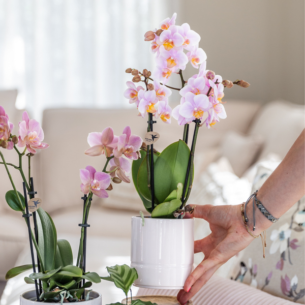 Kolibri Company | Plantenset Valentijn 'Pastel Pink' | Roze Phalaenopsis Orchidee Portugal en Succulent incl. keramieken sierpotten