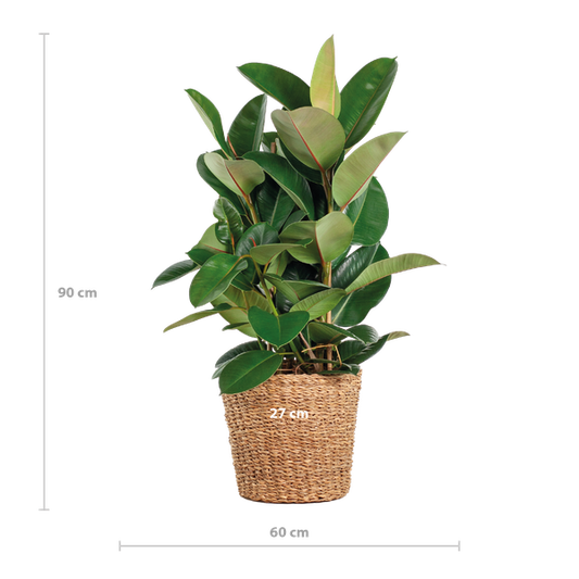 Ficus Elastica Robusta XL met mand Torun - 90cm - Ø27