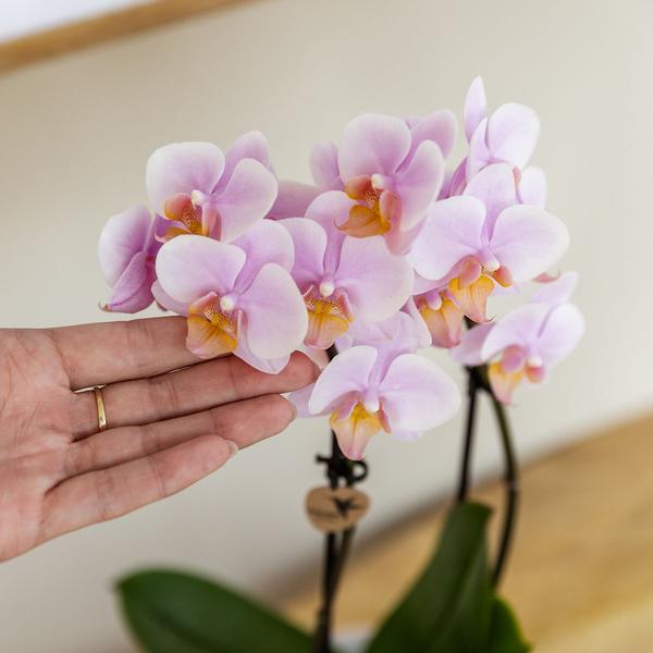 Kolibri Company | Plant set Valentine 'Gradience Pink' | Pink Phalaenopsis Orchid Andorra and Succulent incl. ceramic decorative pots