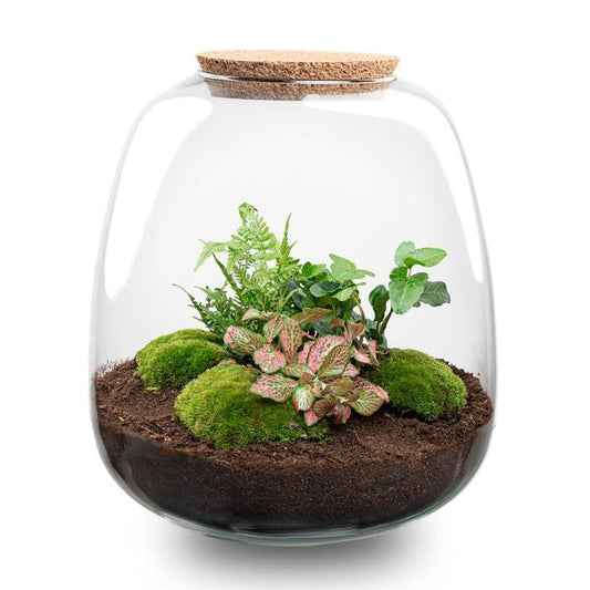 Terrario per piante - Emma - Kit fai da te - ↑ 25 cm - Ø 23 cm - Hedera Pink