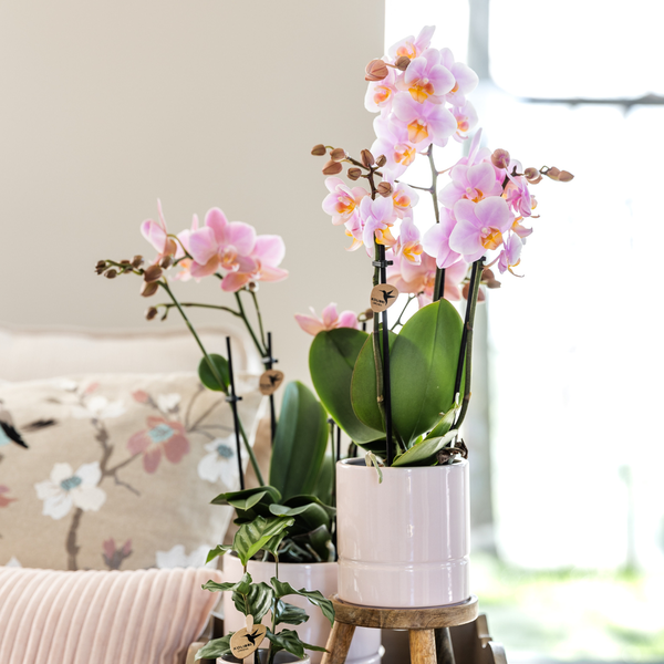 Compagnia di colibrì | Set di piante Valentine 'Rosa pastello' | Orchidea Phalaenopsis rosa Portogallo e piante grasse incl. vasi decorativi in ​​ceramica