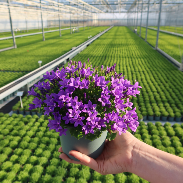 2x Campanula Addenda Ambella Intense purple in Granada sierpotten - potmaat 12cm - vaste plant - winterhard