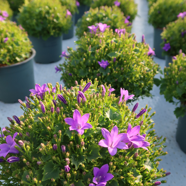 2x Campanula Addenda Ambella Intense purple in Granada sierpotten - potmaat 12cm - vaste plant - winterhard