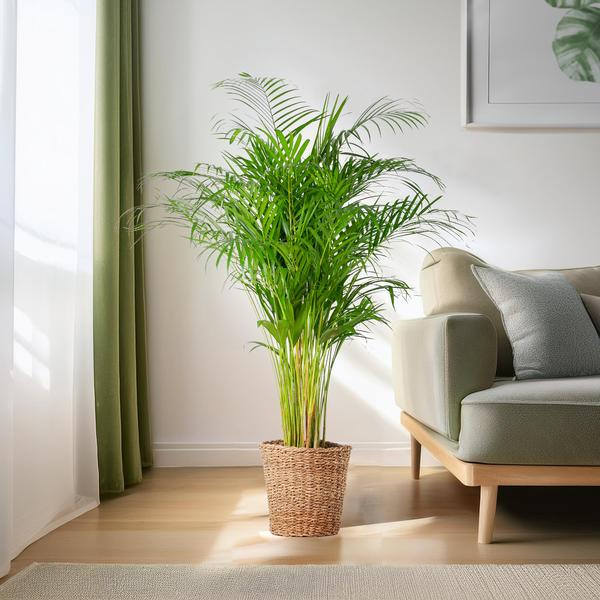 Palma Areca (dypsis) XL con cestino Torun - 120cm - Ø24