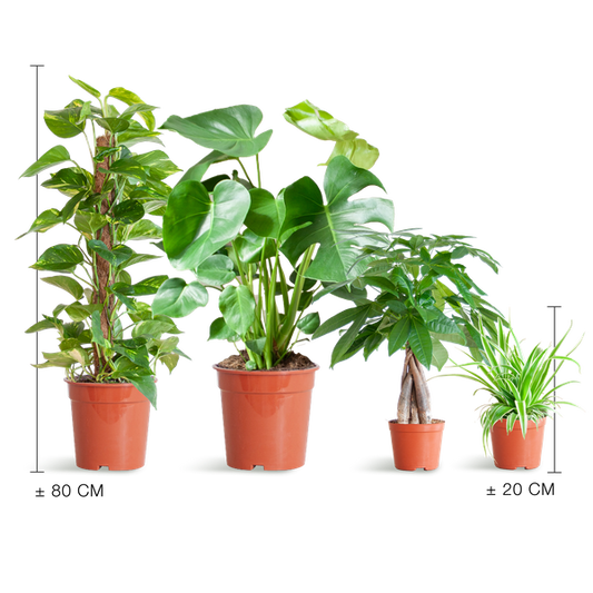 Easy care Plantenbox - medium - zonder sierpot