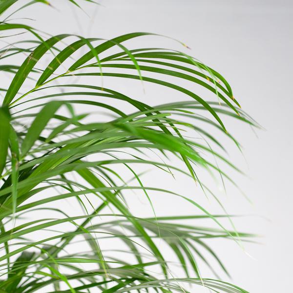 Areca Palm (dypsis) XL met mand Torun - 120cm - Ø24