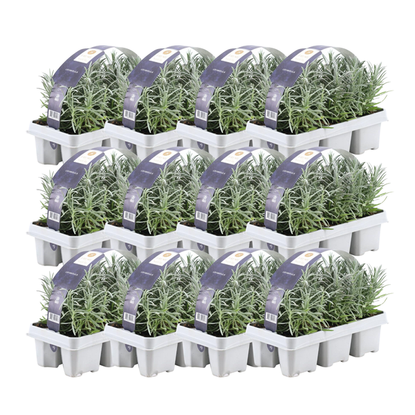 12 x 6er set Lavendel angustifolia - 72 x Ø7 cm - ↕15 cm