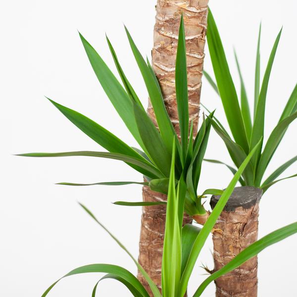 Yucca XL con cestino Torun - 125cm - Ø24