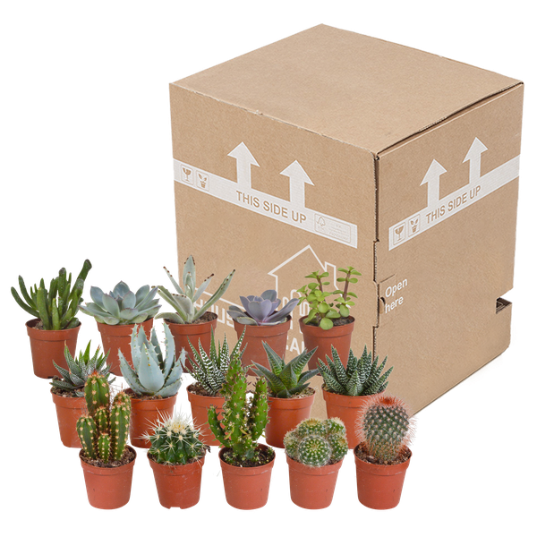 Mix di cactus e piante grasse 5,5 cm | 15 pezzi - senza vaso