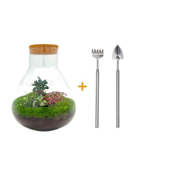 DIY terrarium - Sam XL Bonsai - ↕ 35 cm - Rake + Shovel