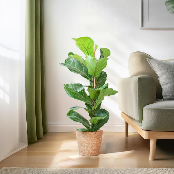 Ficus Lyrata con Cesto Sofia naturale - 80cm - Ø21