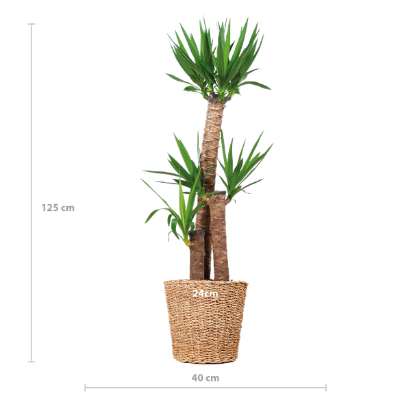 Yucca XL con cestino Torun - 125cm - Ø24