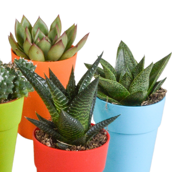 Mix di cactus e piante grasse 5,5 cm | 15 pezzi - in vasetto di plastica colorata