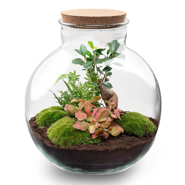 Terrarium Bolder Bob Bonsai + Led verlichting in kurk