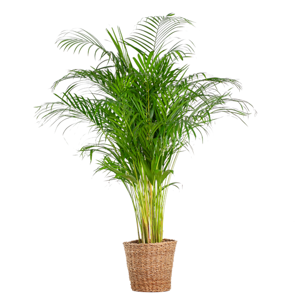 Palma Areca (dypsis) XL con cestino Torun - 120cm - Ø24