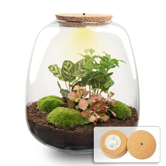 Terrario per piante - Emma - Kit fai da te - ↑ 25 cm - Ø 23 cm - Coffea Red + LED