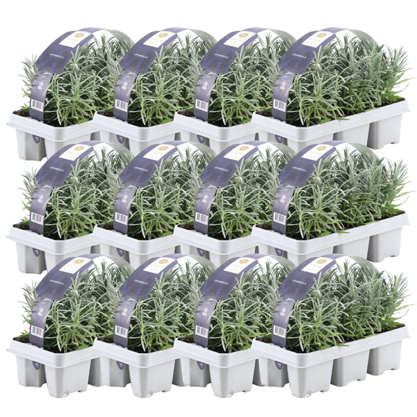 12 x 6er set Lavendel angustifolia - 72 x Ø7 cm - ↕15 cm