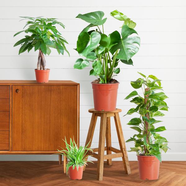 Easy care Plant box - medium - without decorative pot