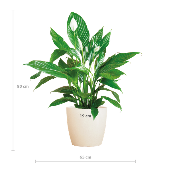 Spathiphyllum con Viber bianco - 80cm - Ø21