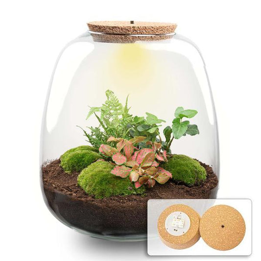 Terrario per piante - Emma - Kit fai da te - ↑ 25 cm - Ø 23 cm - Hedera Red + LED