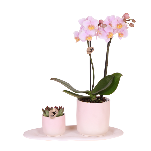 Kolibri Company | Plant set Valentine 'Gradience Pink' | Pink Phalaenopsis Orchid Andorra and Succulent incl. ceramic decorative pots