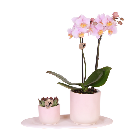 Compagnia di colibrì | Set di piante Valentine 'Gradience Pink' | Orchidea Phalaenopsis rosa Andorra e piante grasse incl. vasi decorativi in ​​ceramica