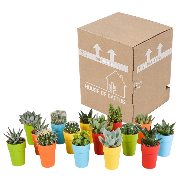 Cactus en vetplanten mix 5.5 cm | 15 stuks - in gekleurde plasticpot