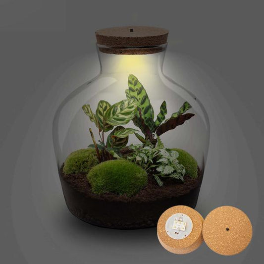 Terrarium - Fat Joe + LED - ↑ 30 cm