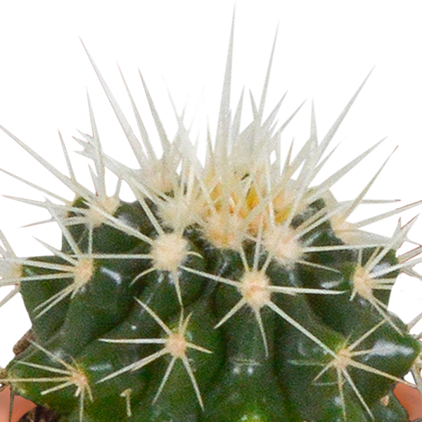 Mix di cactus e piante grasse 5,5 cm | 15 pezzi - senza vaso