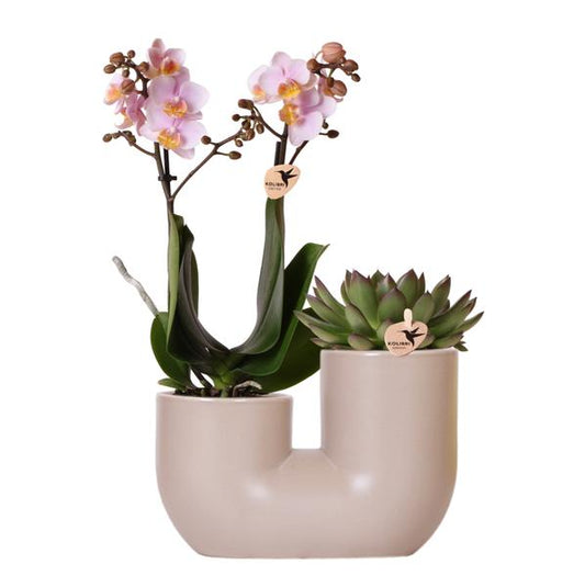 Kolibri Orchids | Set of pink orchid Andorra and Succulent in Tube decorative pot Sand - pot size Ø9cm | flowering houseplant - fresh from the grower