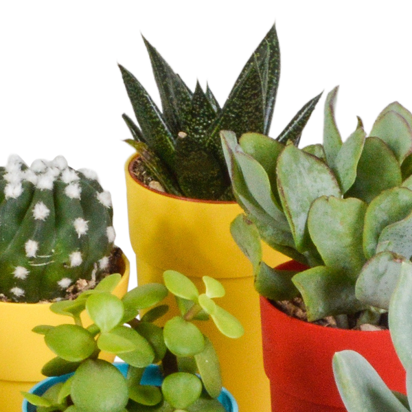 Mix di cactus e piante grasse 5,5 cm | 15 pezzi - in vasetto di plastica colorata