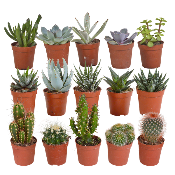 Cactus en vetplanten mix 5.5 cm | 15 stuks - zonder pot