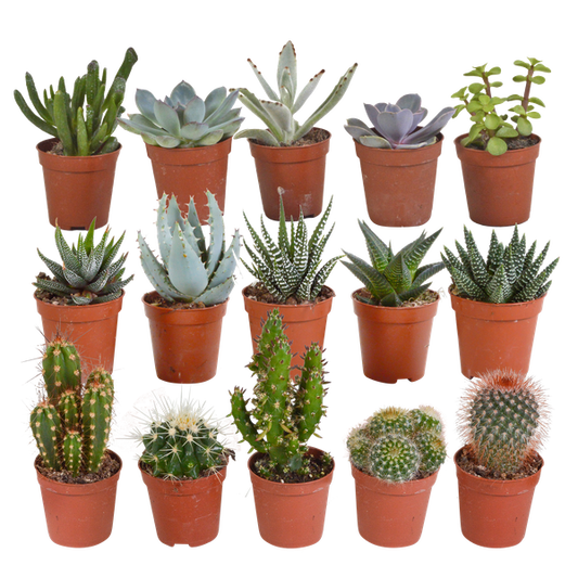 Cactus and succulents mix 5.5 cm | 15 pieces - without pot