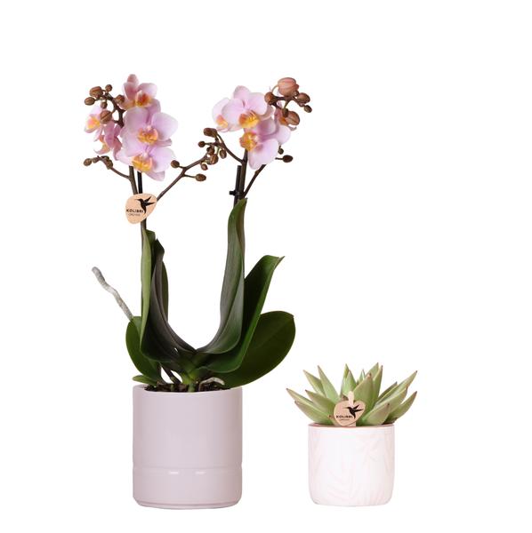 Compagnia di colibrì | Set di piante Valentine 'Rosa pastello' | Orchidea Phalaenopsis rosa Portogallo e piante grasse incl. vasi decorativi in ​​ceramica