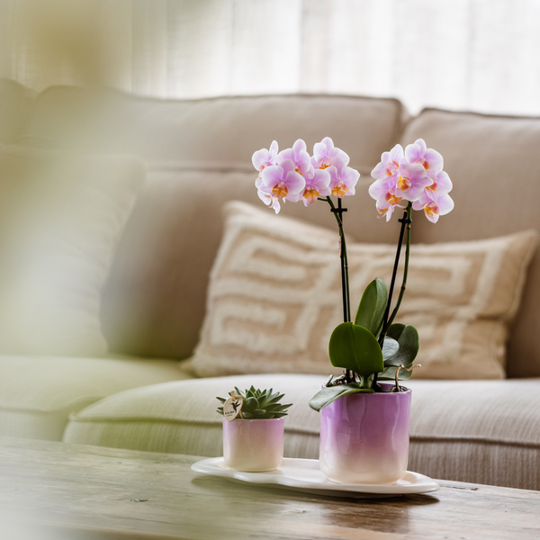 Kolibri Company | Plant set Valentine 'Gradience Pink' | Pink Phalaenopsis Orchid Andorra and Succulent incl. ceramic decorative pots