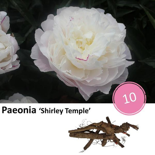 Paeonia 'Shirley Temple' - 10 pezzi 