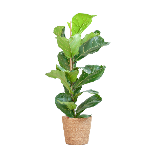 Ficus Lyrata con Cesto Sofia naturale - 80cm - Ø21