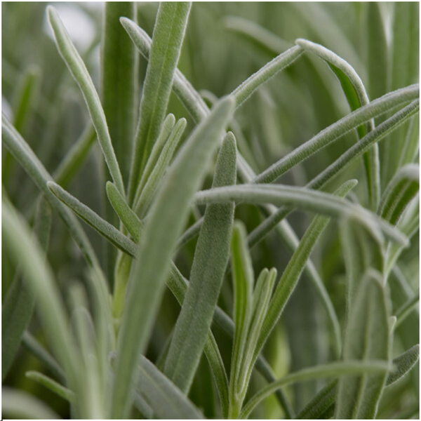 12 x 6er set Lavendel angustifolia - 72 x Ø7 cm - ↕15 cm