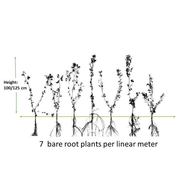 Acer campestre - bare root - 100/125 - 100x