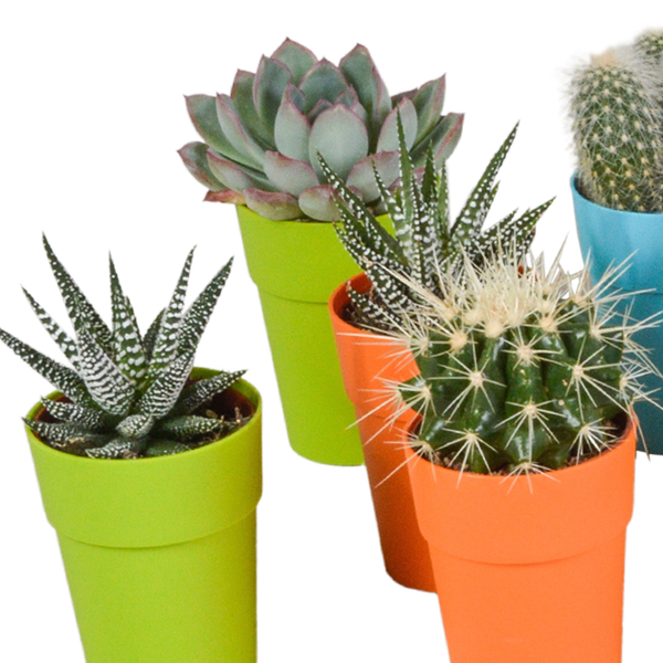 Mix di cactus e piante grasse 5,5 cm | 15 pezzi - in vasetto di plastica colorata