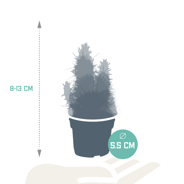 Cactus en vetplanten mix 5.5 cm | 15 stuks - zonder pot