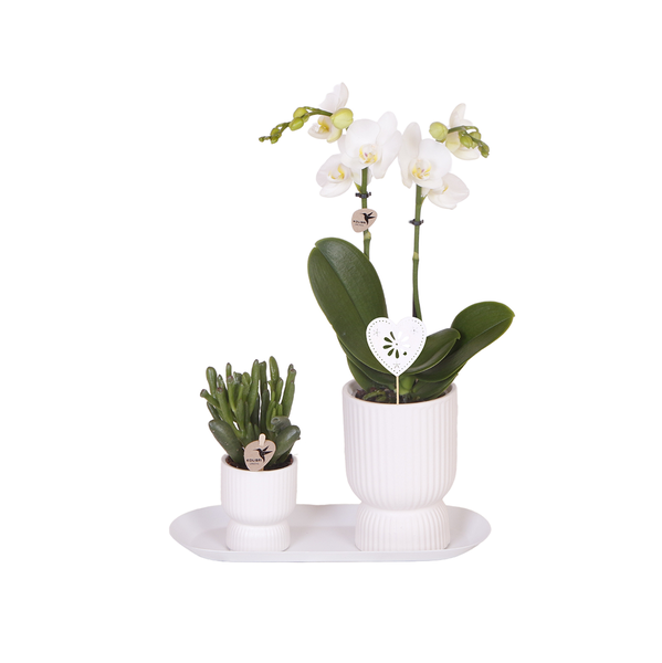 Kolibri Orchids | Plant set Love white small | Green plants with white Phalaenopsis orchid in white decorative pots on a white tray